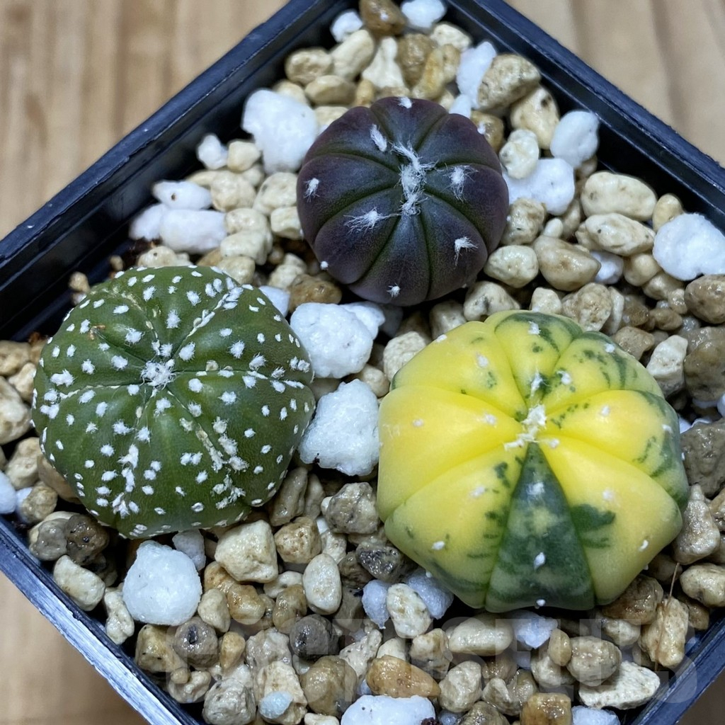 SH5201 Astrophytum asterias mix