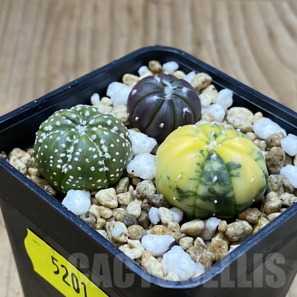 SH5201 Astrophytum asterias mix - Image 2