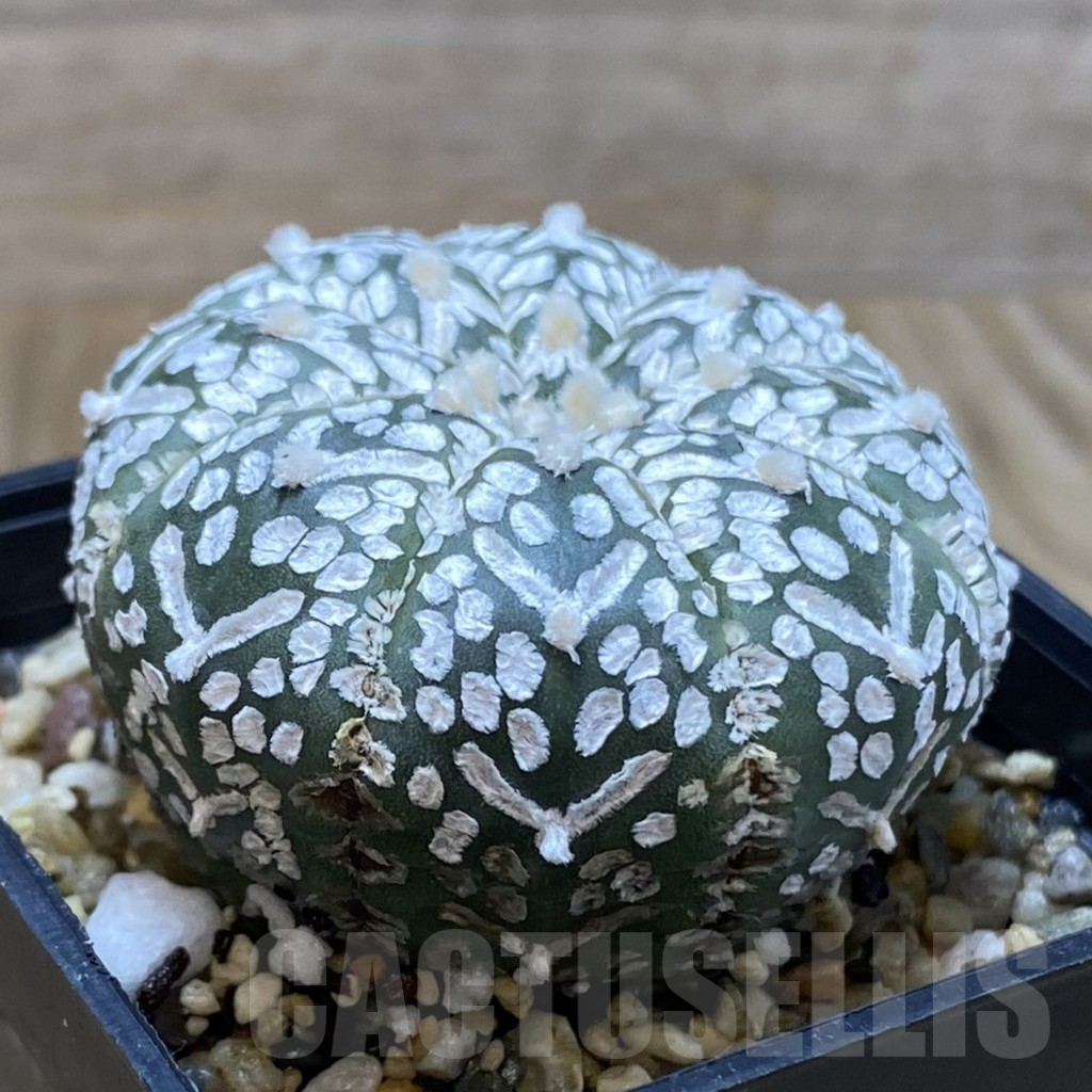 SH5207 Astrophytum asterias ‘Super Kabuto’ V-type - Image 2