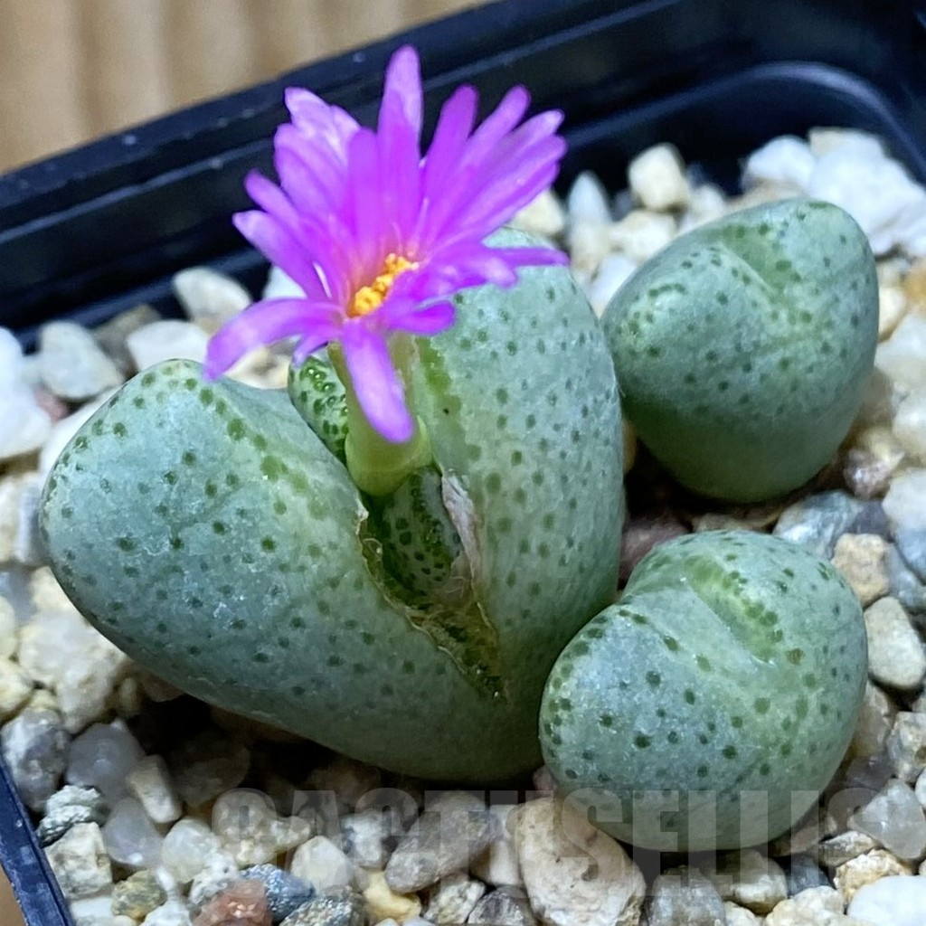 SH5311 Conophytum ernianum
