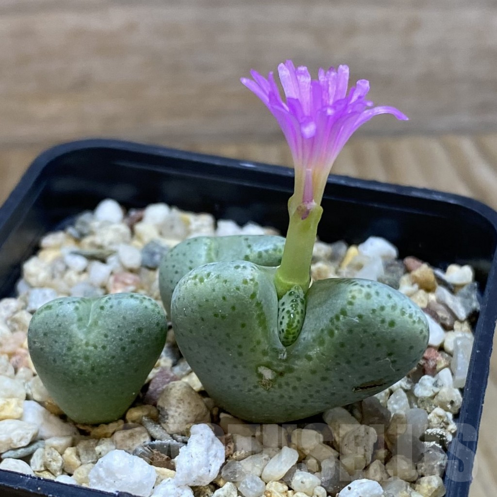 SH5311 Conophytum ernianum - Image 2