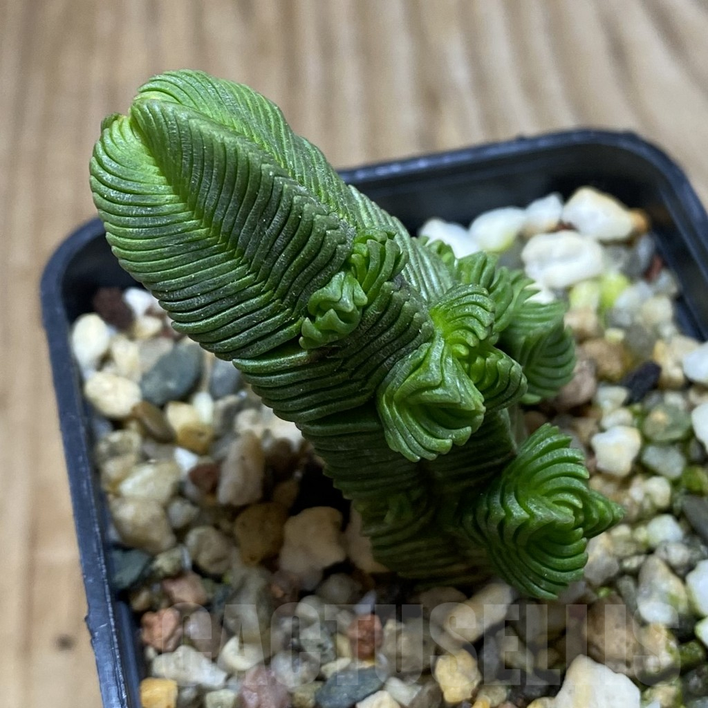 SH5313 Crassula pyramidalis f. minima - Image 2
