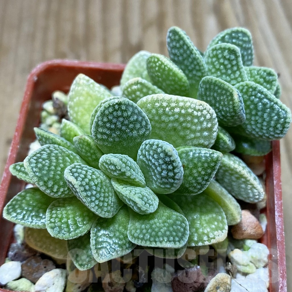 SH5315 Crassula ausensis x tecta