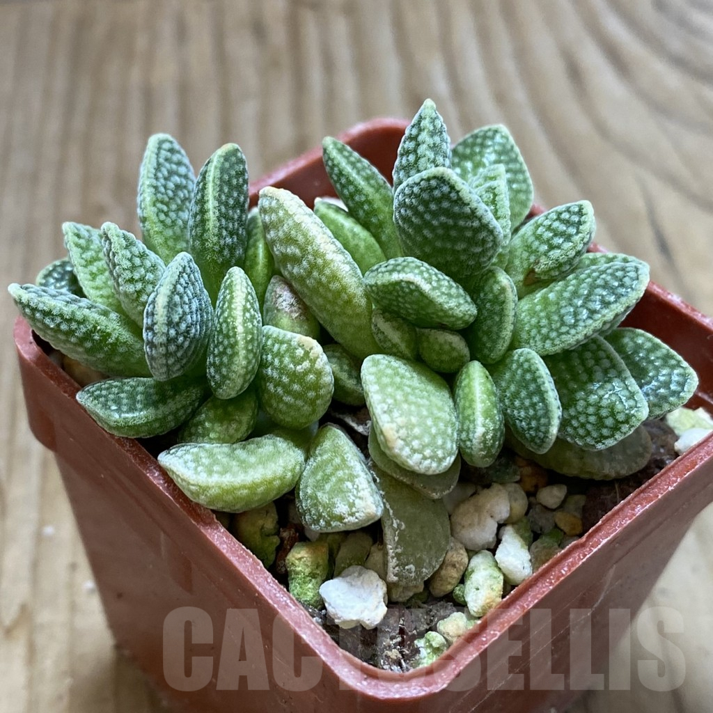 SH5315 Crassula ausensis x tecta - Image 2