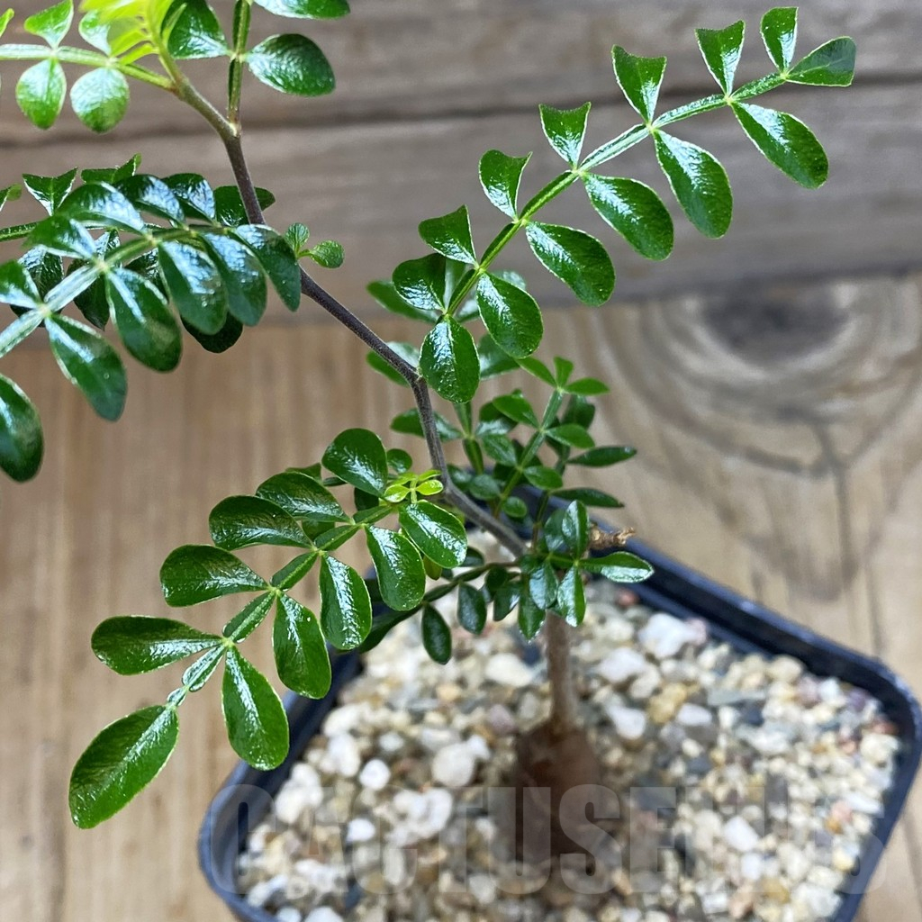 SH5319 Operculicarya decaryi
