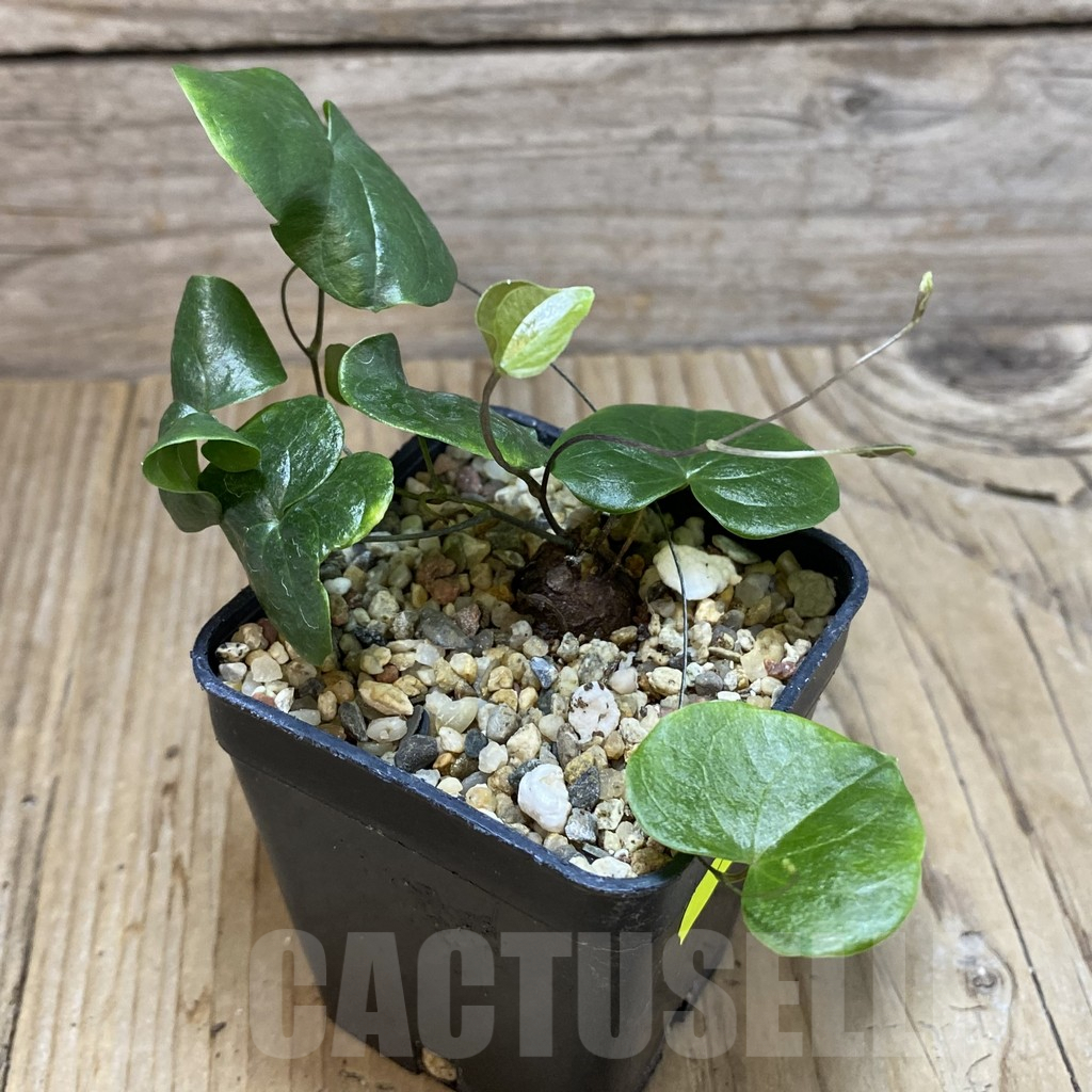SH5320 Dioscorea elephantipes - Image 2