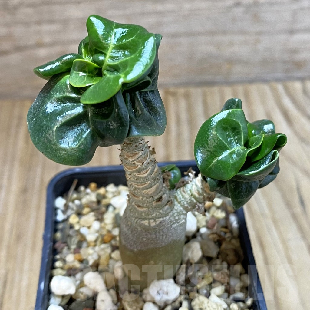 SH5321 Adenium mini - Image 2