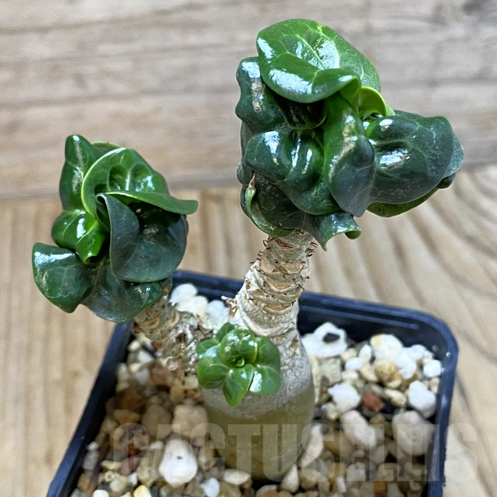 SH5321 Adenium mini