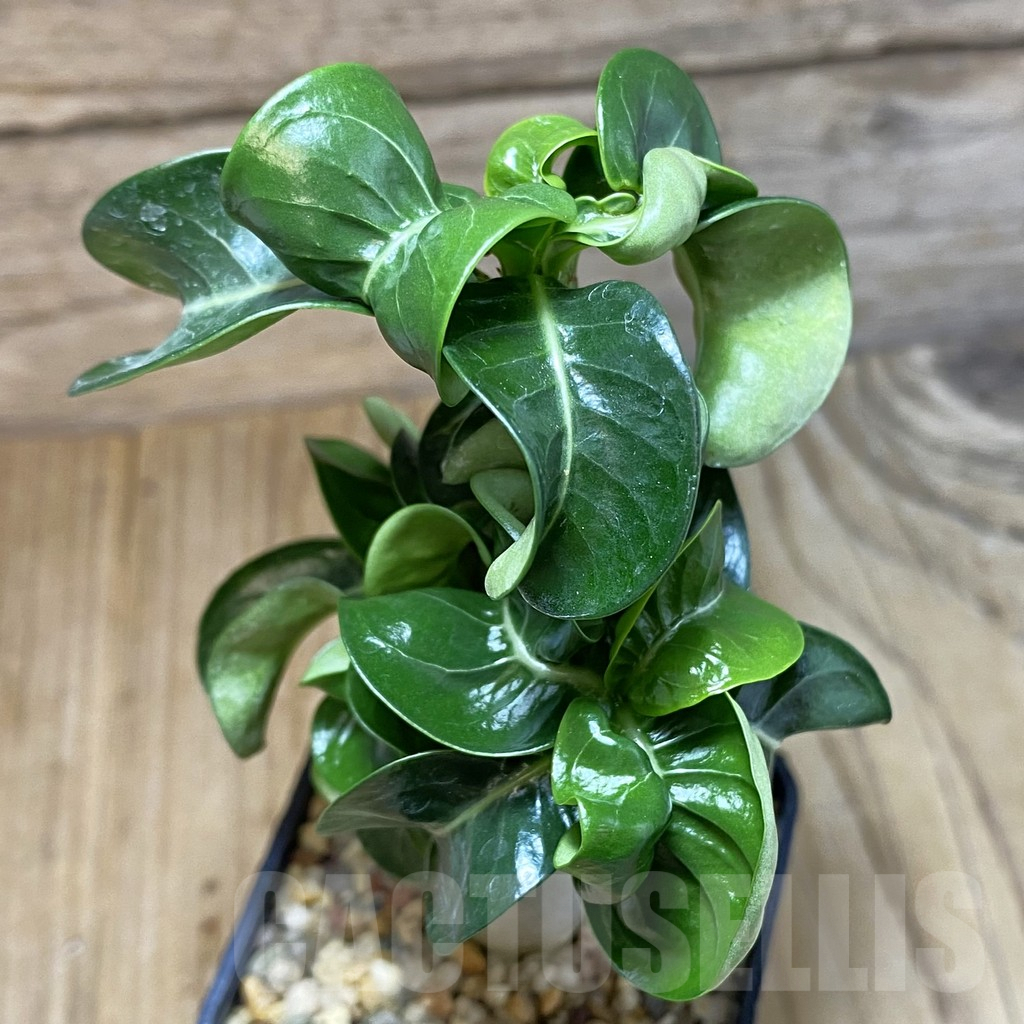SH5322 Adenium mini - Image 2