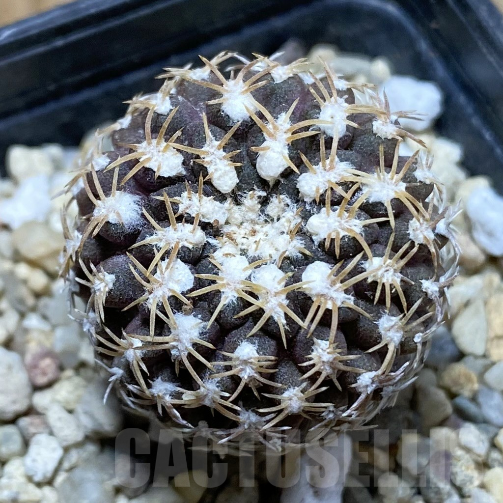 SH5275 Thelocephala krausii