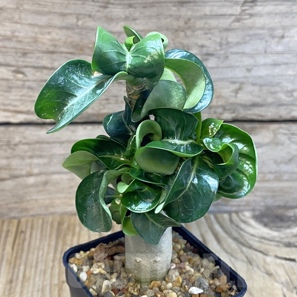 SH5322 Adenium mini