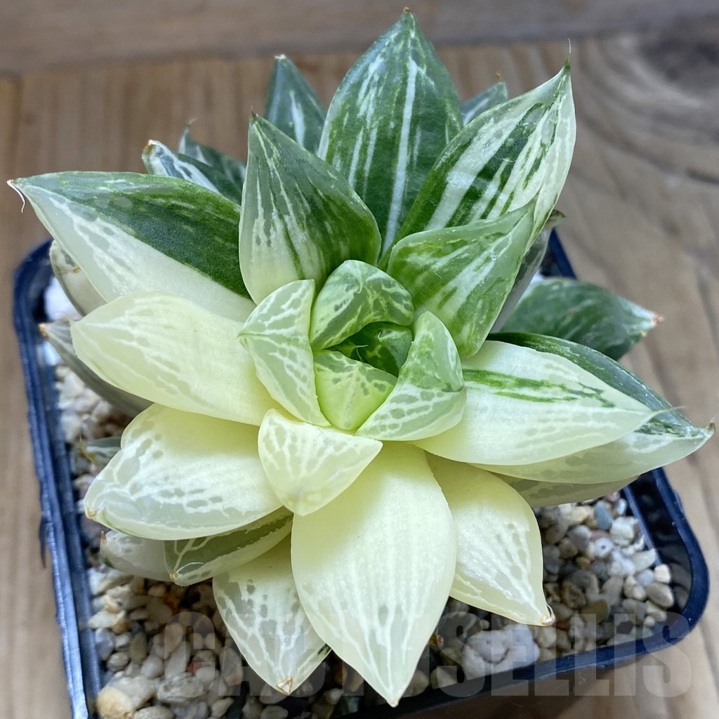 SH5323 Haworthia ‘Baocao’ f. variegata