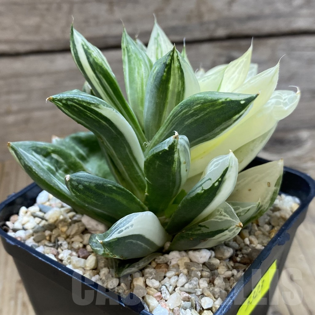 SH5323 Haworthia ‘Baocao’ f. variegata - Image 2