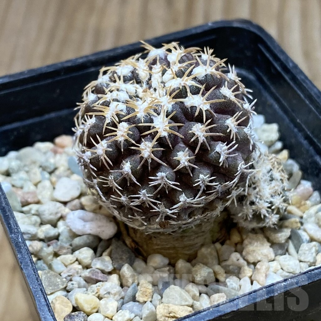 SH5275 Thelocephala krausii - Image 2
