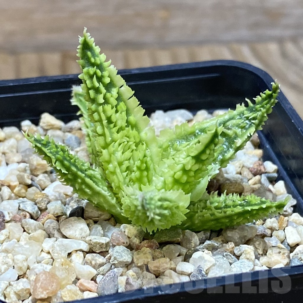 SH5329 Aloe TCT hybrid - Image 2