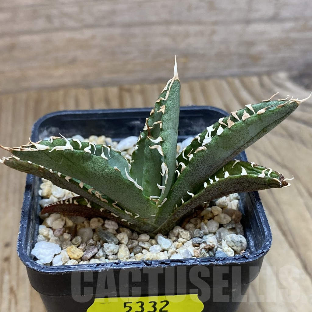 SH5332 Agave oteroi GC6 - Image 2