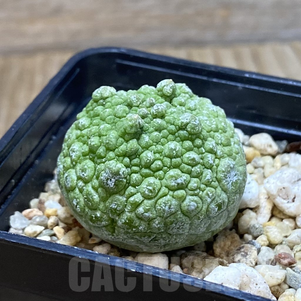 SH5280 Pseudolithos cubiformis - Image 2