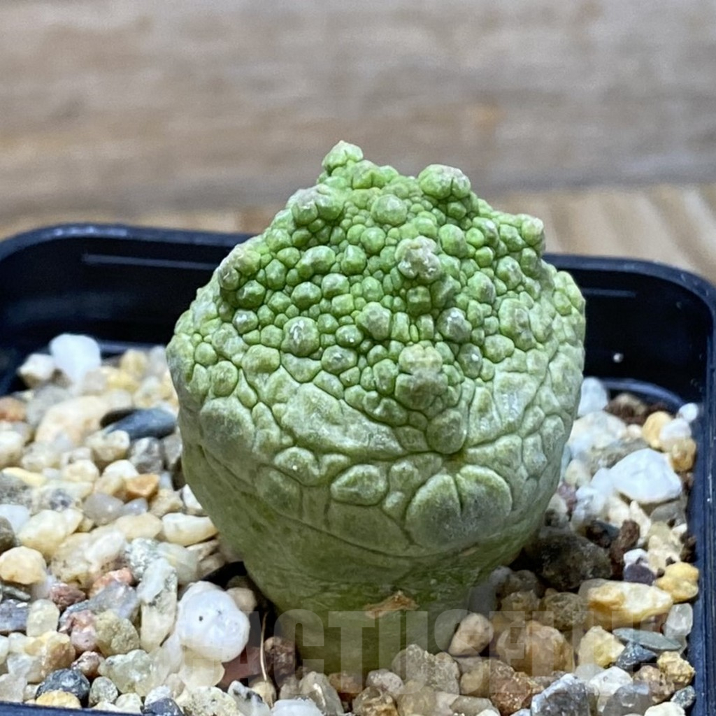 SH5281 Pseudolithos cubiformis - Image 2