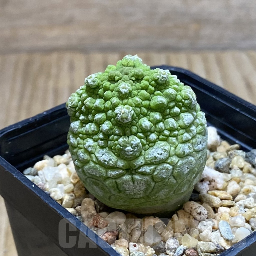 SH5282 Pseudolithos cubiformis - Image 2