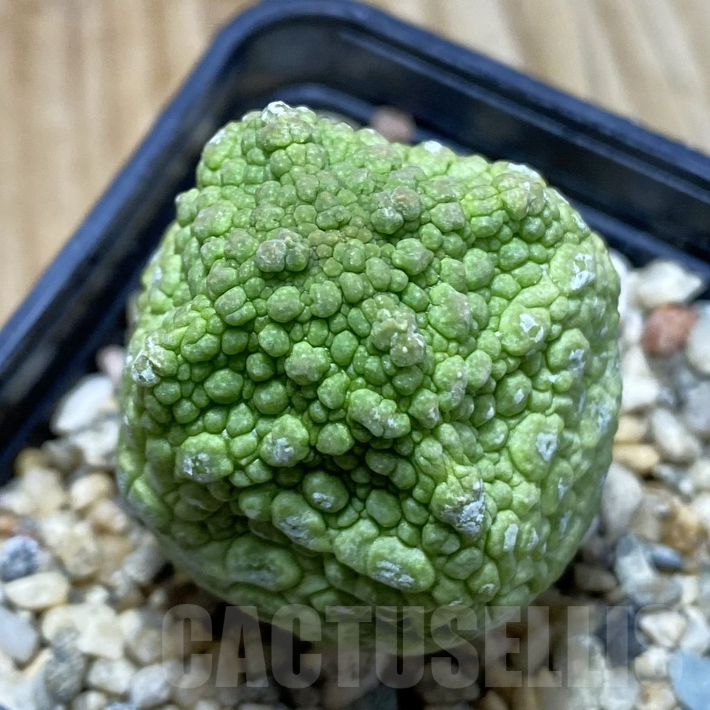 SH5284 Pseudolithos cubiformis