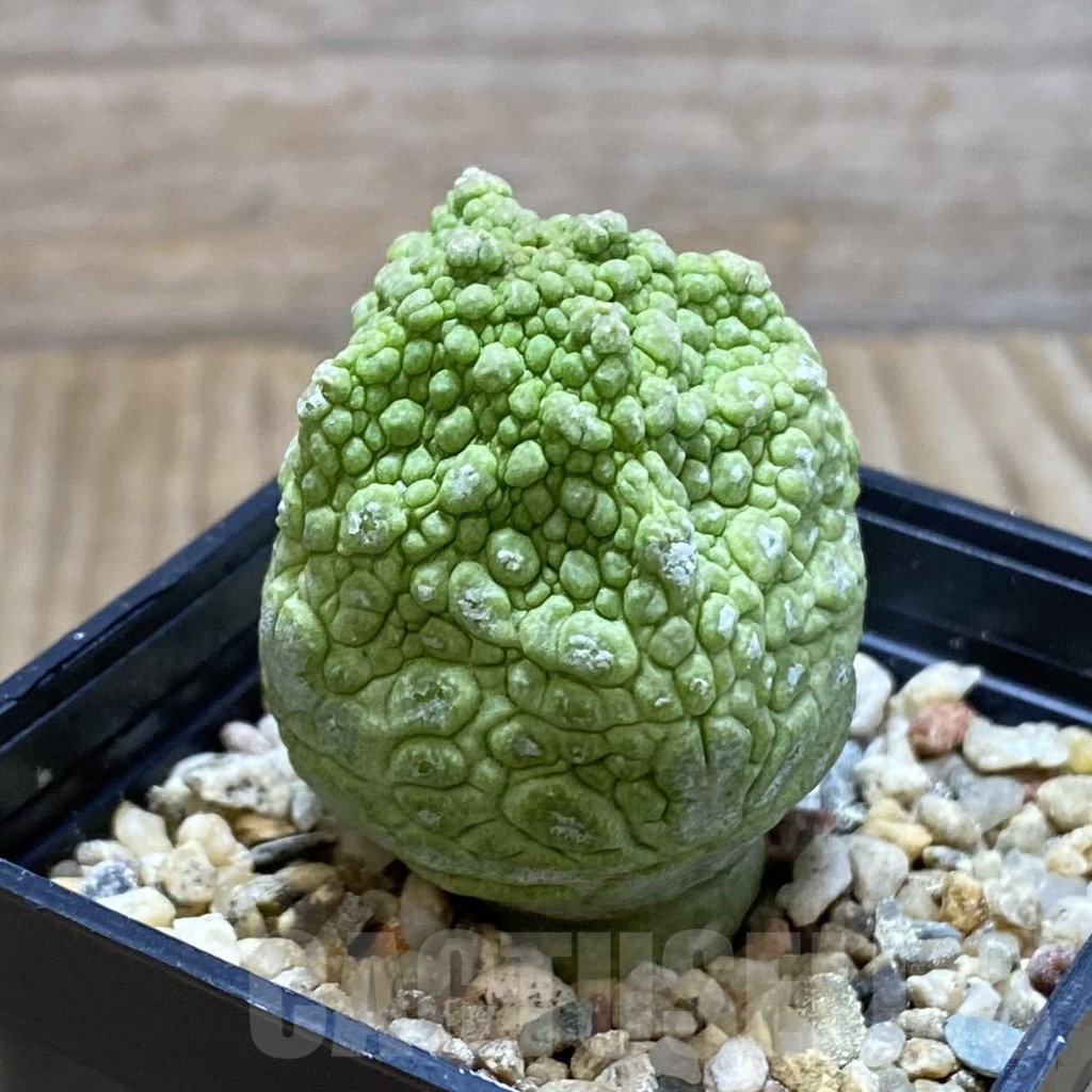 SH5284 Pseudolithos cubiformis - Image 2