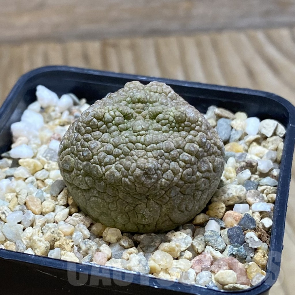 SH5285 Pseudolithos cubiformis - Image 2
