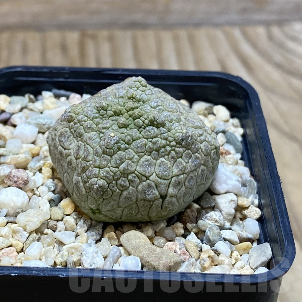 SH5286 Pseudolithos cubiformis - Image 2