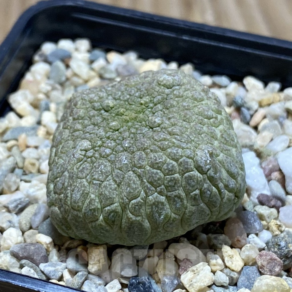 SH5290 Pseudolithos cubiformis - Image 2