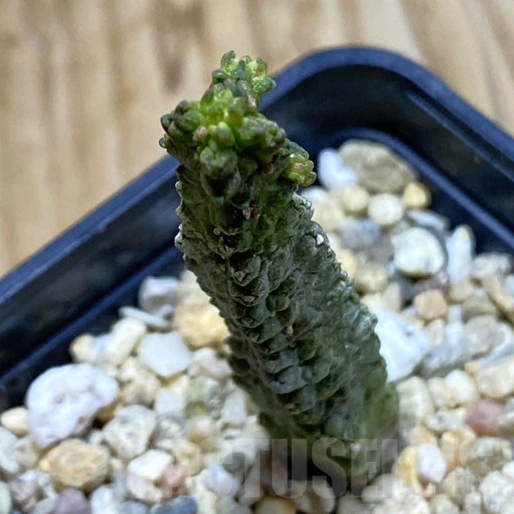 SH5291 Pseudolithos dodsonianus
