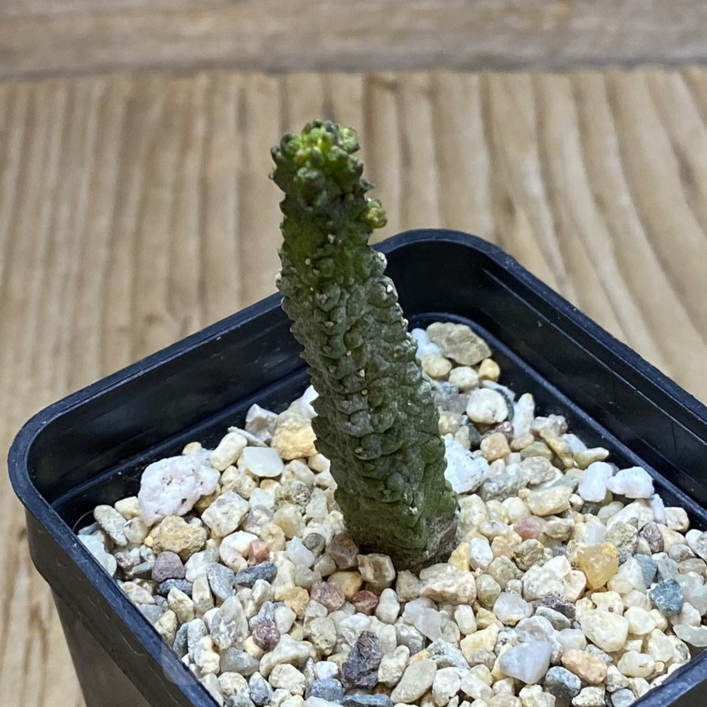 SH5291 Pseudolithos dodsonianus - Image 2