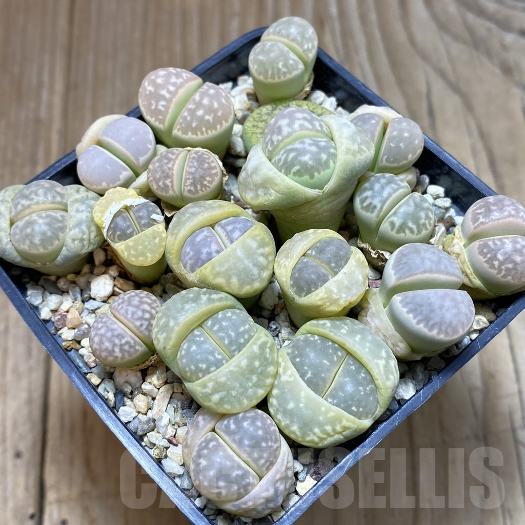 SH5272 Lithops marmorata mix - Image 2