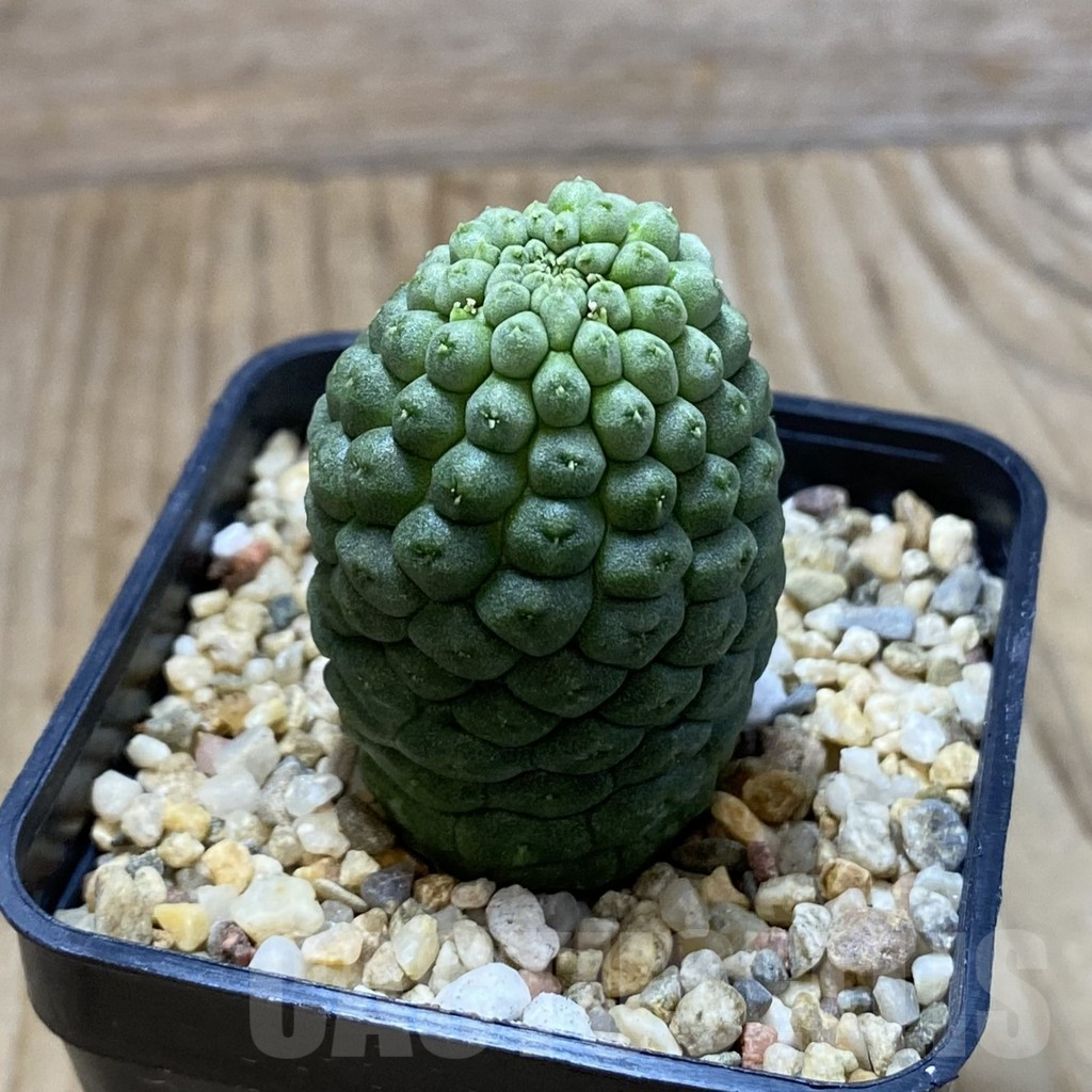 SH5296 Trichocaulon cactiformis - Image 2