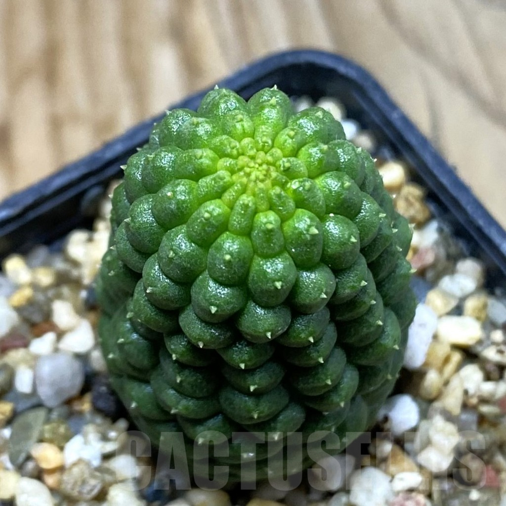 SH5398 Trichocaulon cactiformis