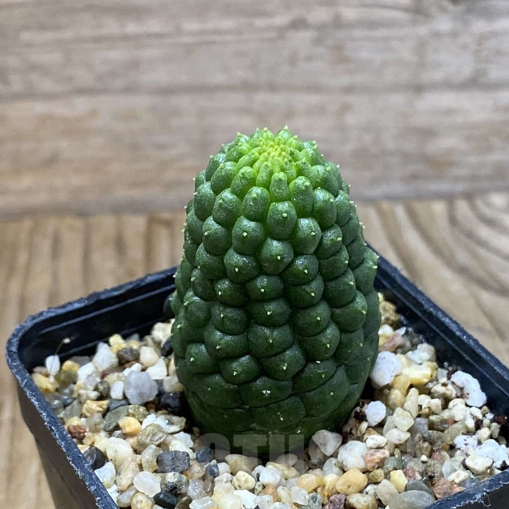 SH5398 Trichocaulon cactiformis - Image 2
