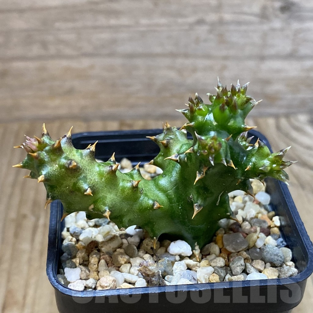 SH5399 Edithcolea grandis - Image 2