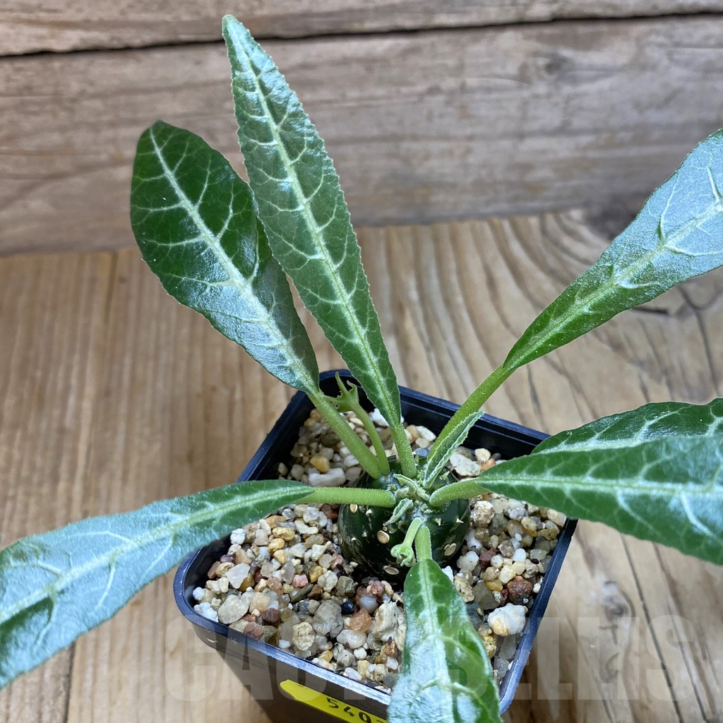 SH5403 Dorstenia lancifolia