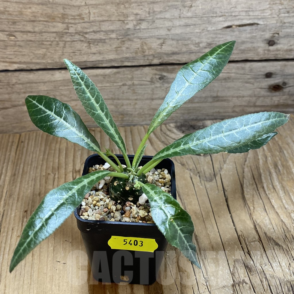 SH5403 Dorstenia lancifolia - Image 2