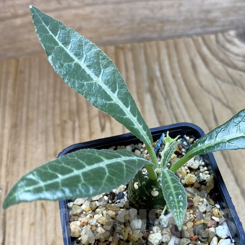 SH5406 Dorstenia lancifolia
