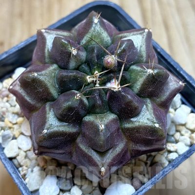 SH5615 Gymnocalycium mihanovichii 'Day Dream', seedling