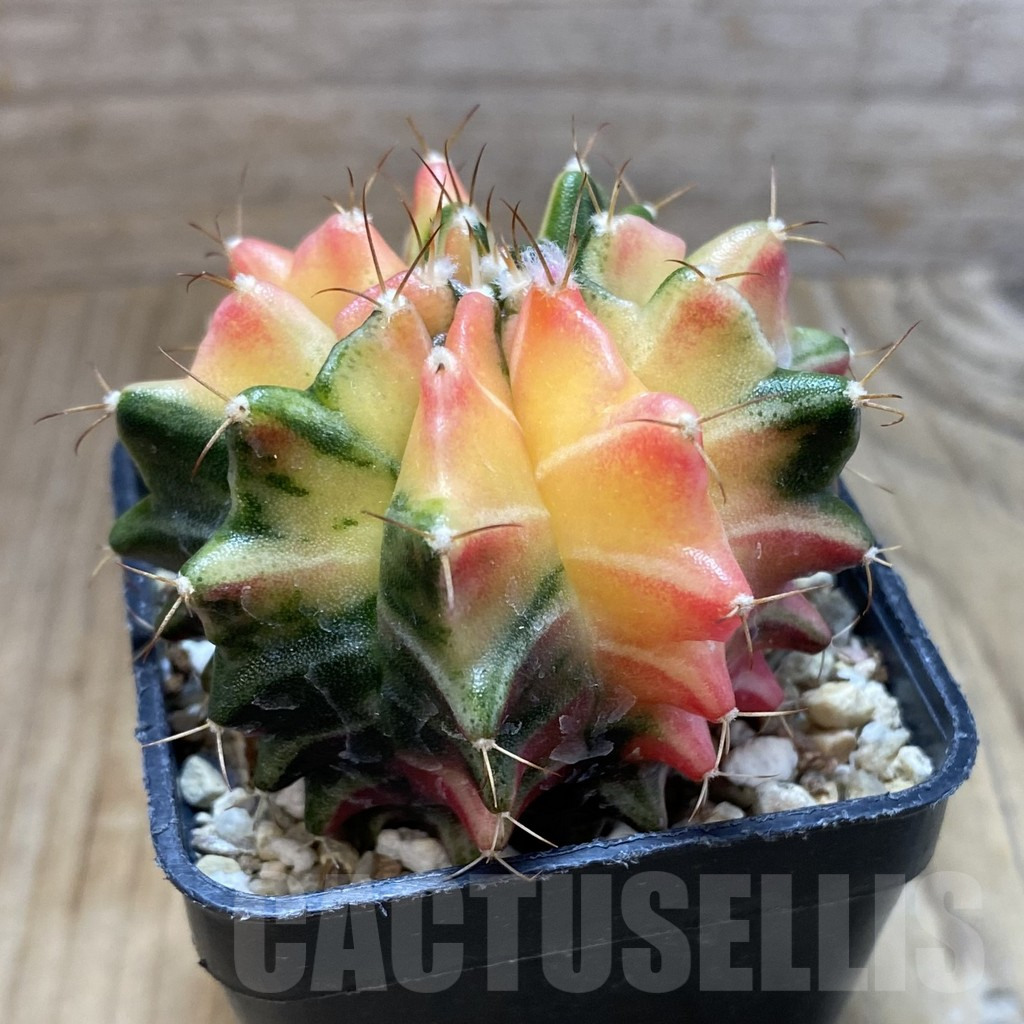SH5617 Gymnocalycium mihanovichii f. variegata, seedling - Image 2