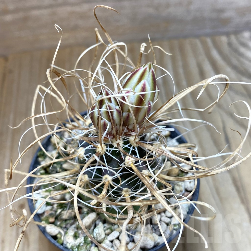 SH5765 Toumeya papyracantha SB 504, Clone 03, grafted