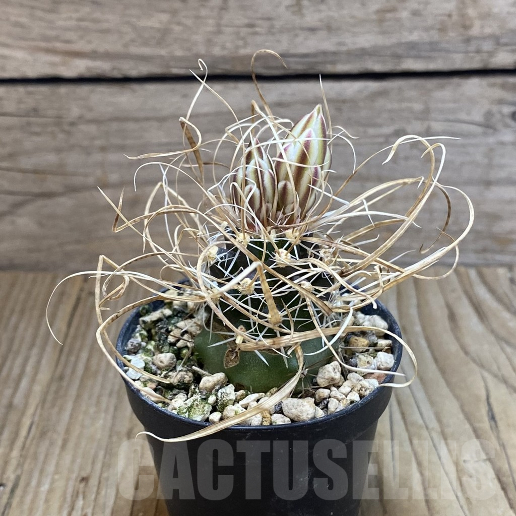 SH5765 Toumeya papyracantha SB 504, Clone 03, grafted - Image 2