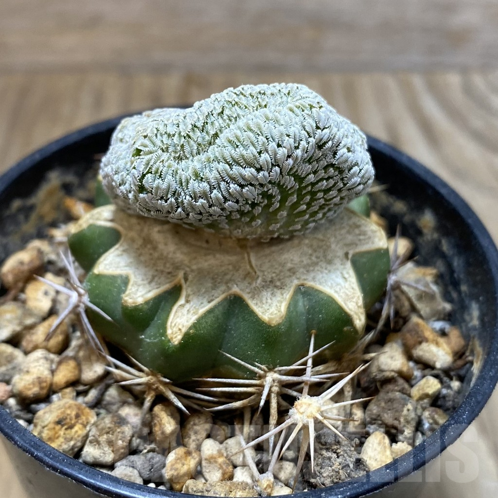 SH5768 Pelecyphora aselliformis f. cristata, grafted - Image 2