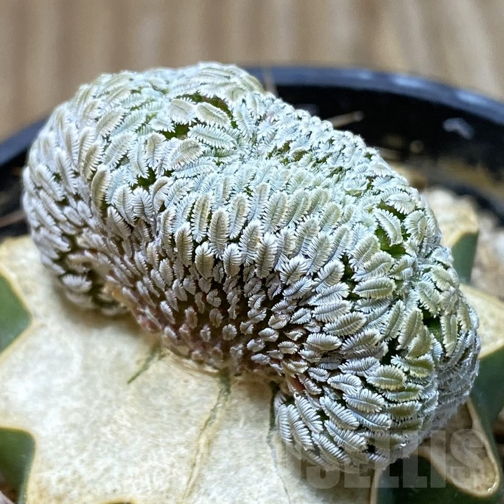 SH5770 Pelecyphora aselliformis f. cristata, grafted