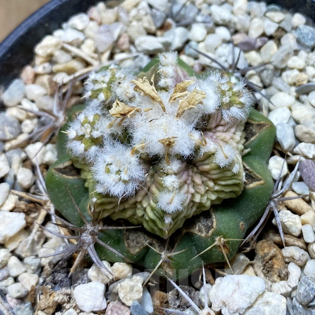 SH5772 Aztekium ritteri f. white flower, Clone 3, grafted