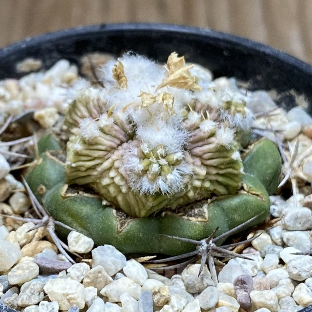 SH5772 Aztekium ritteri f. white flower, Clone 3, grafted - Image 2