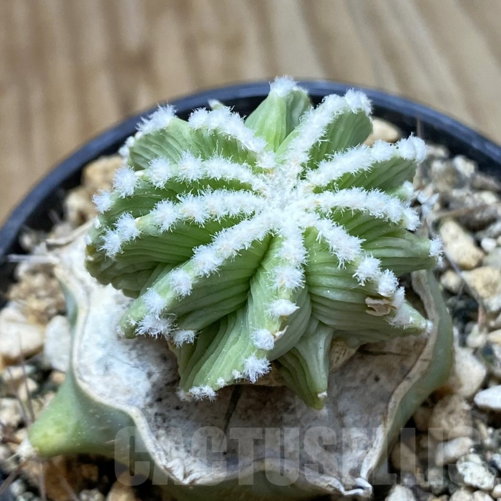 SH5774 Aztekium hintonii f. minor GCG 12707, Clone 24, grafted - Image 2