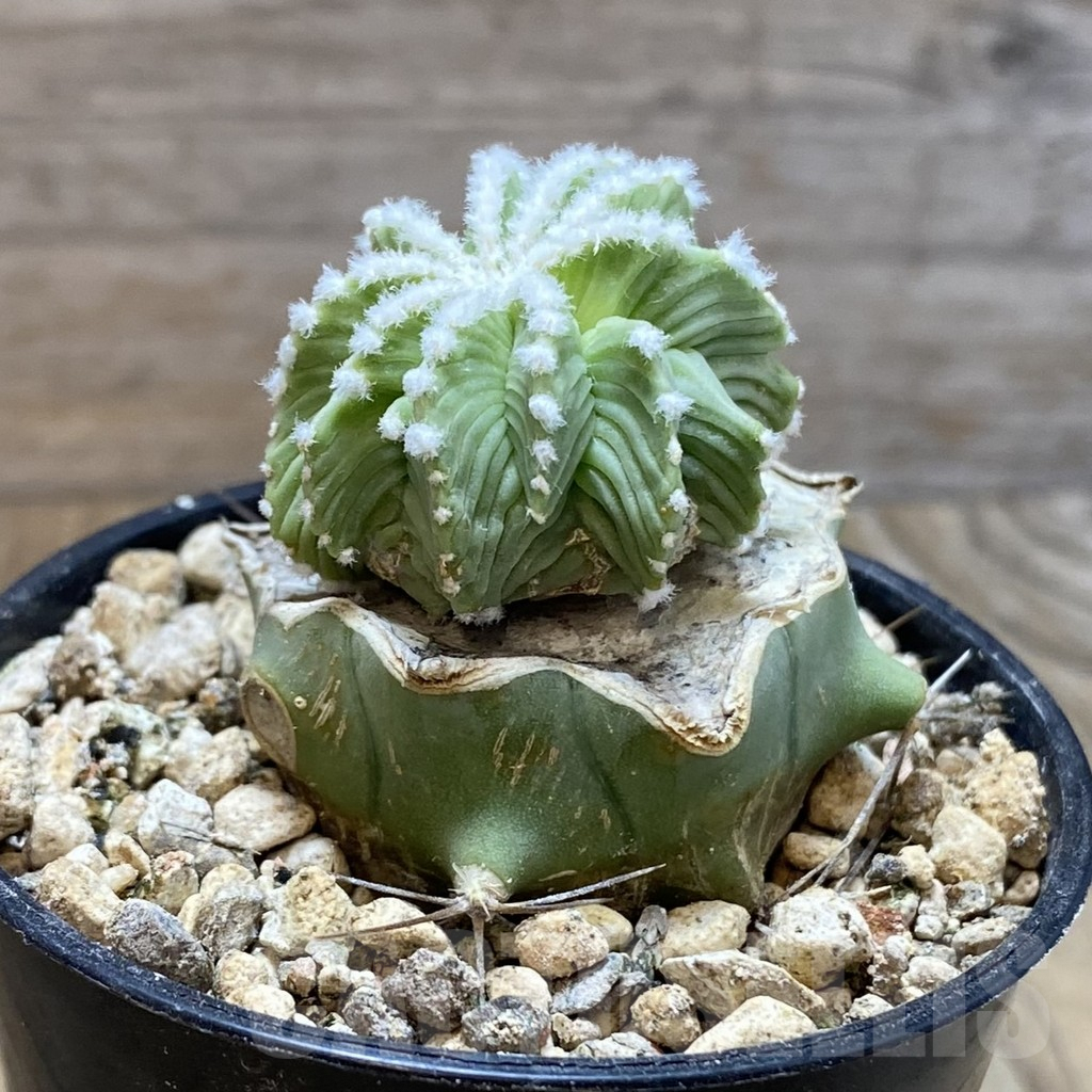 SH5774 Aztekium hintonii f. minor GCG 12707, Clone 24, grafted - Image 3