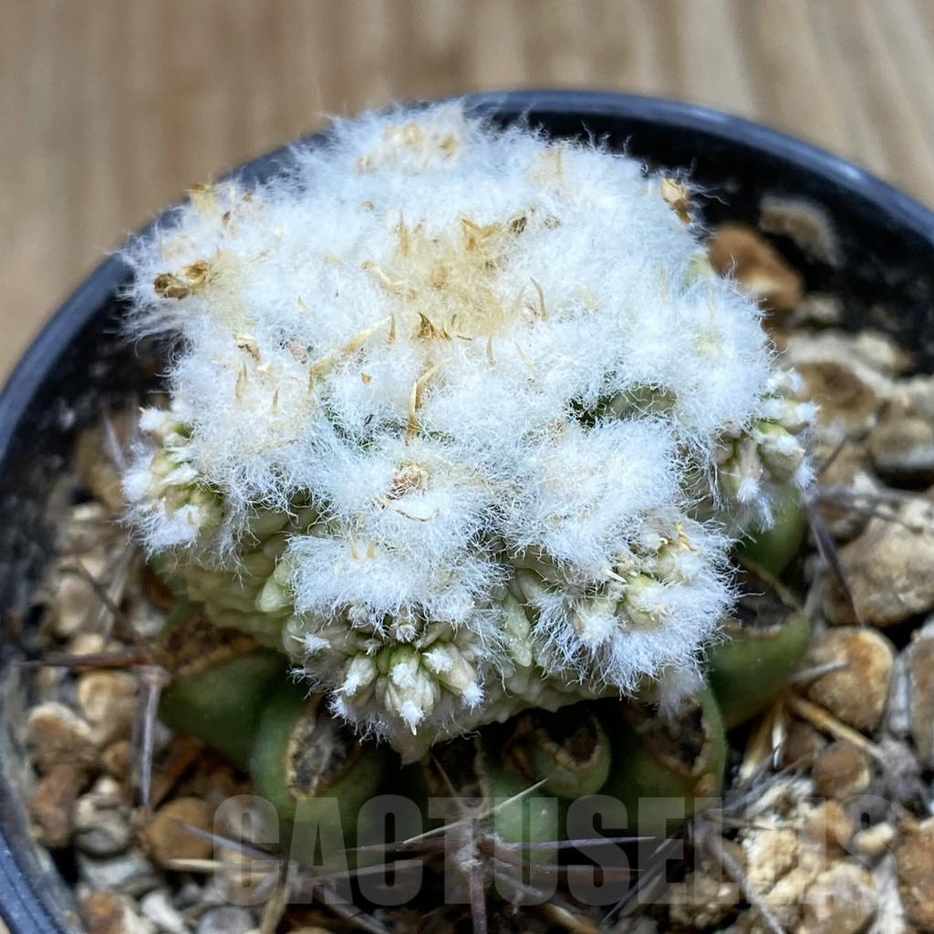 SH5776 Aztekium ritteri f. white flower, Clone 3, grafted