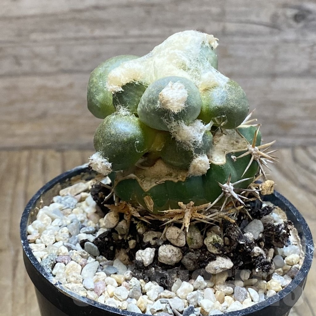 SH5778 Ariocarpus retusus 'Maruibo', Clone 121, grafted - Image 2